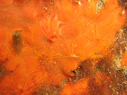  Eupolymnia nebulosa