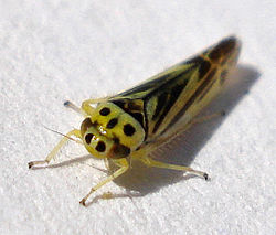 Eupterycyba jucunda