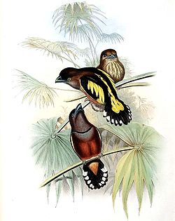 Illustration de Eurylaimus javanicus