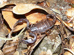   Euscorpius carpathicus 