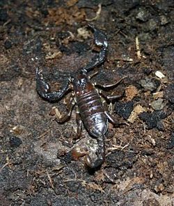  Euscorpius sicanus