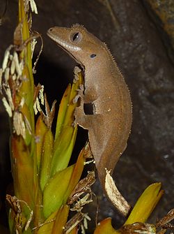  Rhacodactylus ciliatus de type sauvage