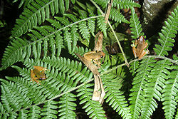  Exerodonta catracha