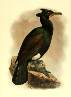  Cormoran de Pallas
