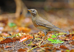  Turdus obscurus