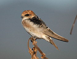  Hirondelle ariel (Hirundo ariel)