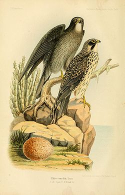  Falco concolor