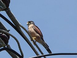  Falco araea
