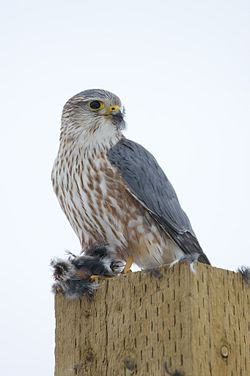  Falco columbarius (planche extraite d'un livre de John Gould)