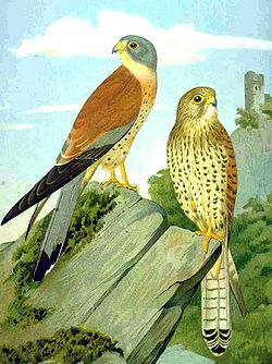  Falco naumanni