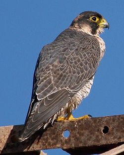  Falco pelegrinoides