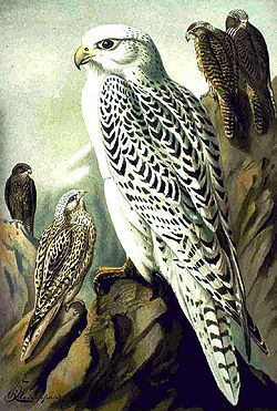  Falco rusticolus