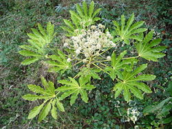  Fatsia japonica en fleurs.