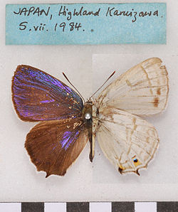  Favonius saphirinus