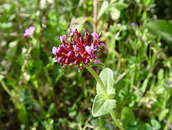  Fedia graciliflora