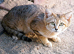 Le chat des sables, Felis margarita