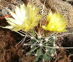  Ferocactus hamatacanthus sinuatus