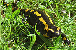  Salamandra salamandra