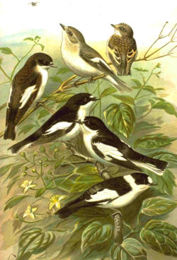  En haut, de gauche à droite,gobe-mouche noir mâle, femelle et juvénileau centre, gobe-mouche à demi-collier mâle,en bas, gobe-mouche à collier mâle