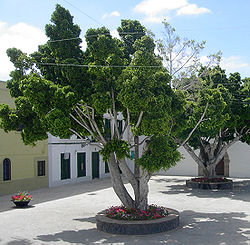  Ficus benjamina à Ténérife.