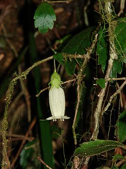  Fieldia australis