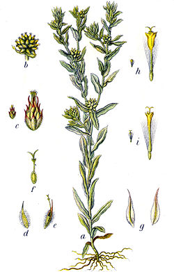  Filago vulgaris