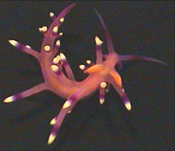  Flabellina exoptata