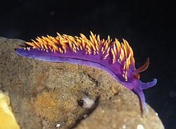  Flabellina iodinea