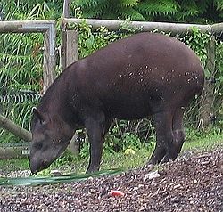  Un tapir d'Amérique : Tapirus terrestris