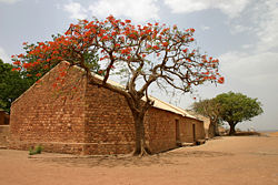 Un flamboyant (Delonix regia) en fleur contreun bâtiment en briques au Mali.