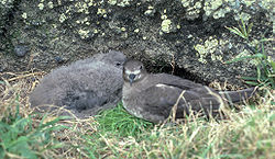  Pterodroma neglecta