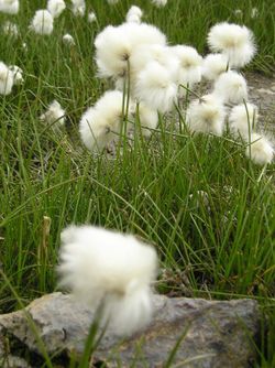 Eriophorum scheuchzeri dans le parc naturel régional du Queyras