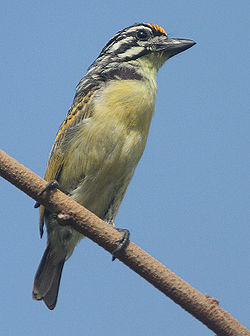  Barbion à front jaune (Pogoniulus chrysoconus)