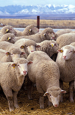  Troupeau de moutons