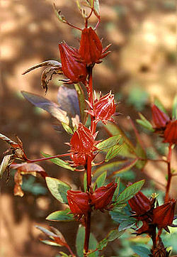  Hibiscus sabdariffa