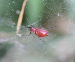  Florinda coccinea