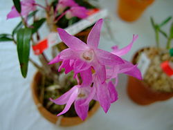  Dendrobium moniliforme
