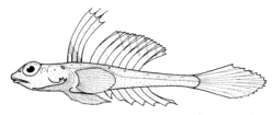  Foetorepus phasis