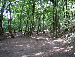 Forêt de brocéliande.JPG