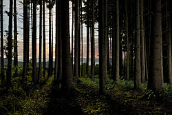 Forêt en Alsace.jpg