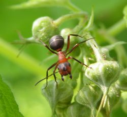  Une fourmi rousse ouvrière