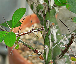 Fouquieria fasciculata 4.jpg