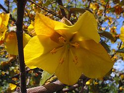  Fleur de Fremontodendron californicum