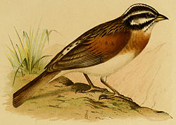  Emberiza socotrana