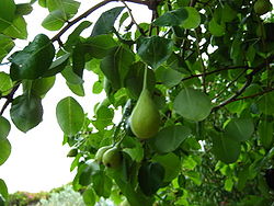  Fruit de Pyrus spinosa,le poirier à feuilles d'amandier