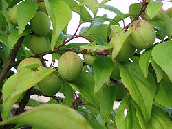  Fruits de Prunus mume