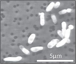 GFAJ-1 cultivée sur phosphore et sans arsenic.
