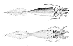  Galiteuthis phyllura
