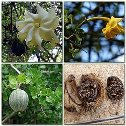 Gardenia volkensii subsp. spatulifolia