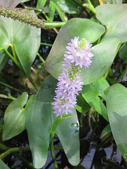  Pontederia cordata